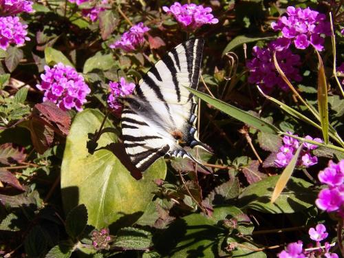 Iphiclides podalirius